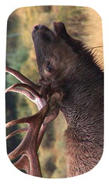 DAROYAL 313 Gone Hunting (Elk)